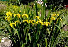 Ирис болотный ирис болотный для береговой и прибрежной зоны