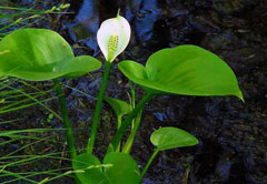 Белокрыльник Белокрыльник для прибрежной зоны