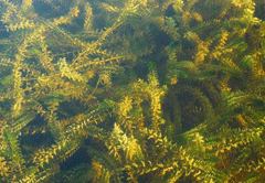 Элодея канадская Оксигенератор-Элодея Канадская