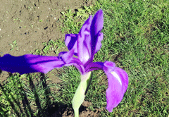 ирис гладкий ирис гладкий для береговой линии