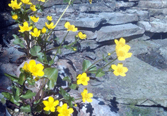 калужница Калужница - для береговой линии