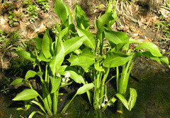 Стрелолист Стрелолист для прибрежной зоны