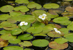 водокрас Водокрас лягушачий - плавующее водное растение